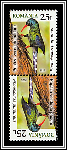 Green Wood Hoopoe (Phoeniculus purpureus)