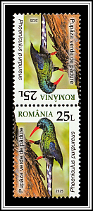 Green Wood Hoopoe (Phoeniculus purpureus)