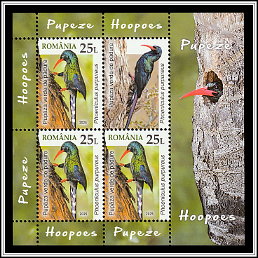 Green Wood Hoopoe (Phoeniculus purpureus)